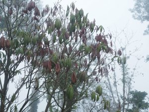 Rhododendron grande is now dead