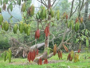 Rhododendron grande is now dead