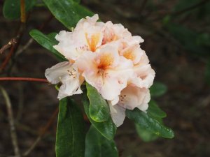 Rhododendron ‘Norfolk Candy’