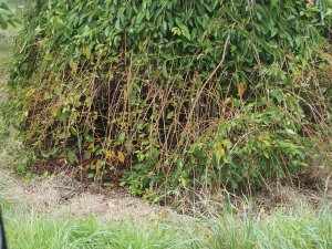 Severe deer damage