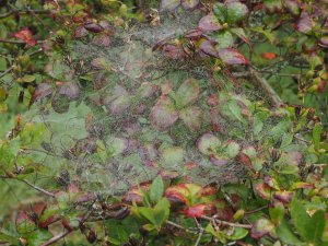 Spiders webs
