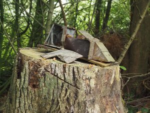 Squirrel trap