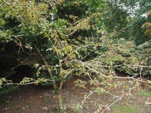 Acer mandshuricum