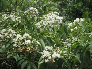 Heptacodium miconioides