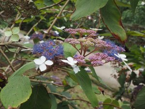 Hydrangea aspera Kawakamii Group
