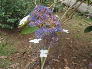 Hydrangea aspera Kawakamii Group