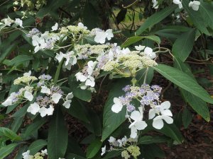 Hydrangea aspera subsp. ‘Robusta’