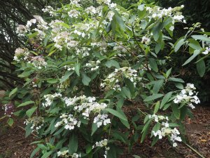 Hydrangea aspera subsp. ‘Robusta’