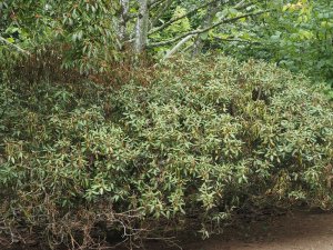 Rhododendron ‘Winsome’