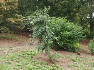 Sorbus folgneri ‘Emiel’