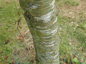 Betula insignis subsp. fansipanensis