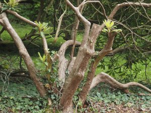 Rhododendron ‘Tally Hoo’