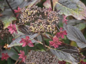 Hydrangea ‘Fireworks Pink’