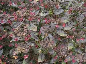 Hydrangea ‘Fireworks Pink’