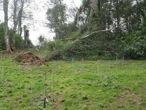 autumn 2025 new planting