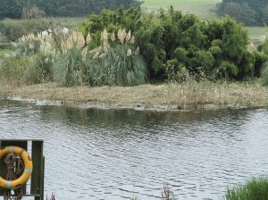 pampas grass