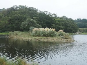 pampas grass
