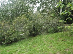Sorbus 