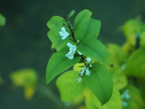 Abeliophyllum distichum