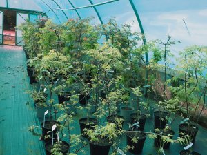 Acers from New Zealand