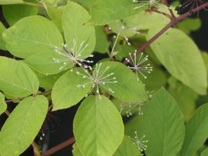 Aralia cordata