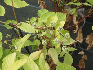 Aralia cordata ‘Sun King’