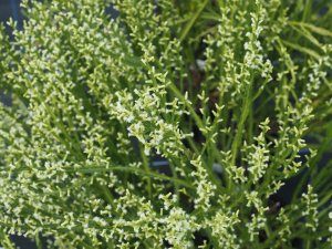 Baccharis genistelloides