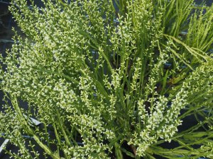 Baccharis genistelloides