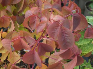 Bischofia polycarpa