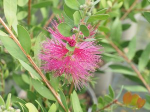 Callistemon viminalis ‘Hot Pink’