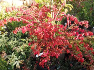 Euonymus alatus