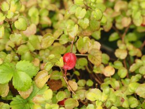 Fuchsia procumbens