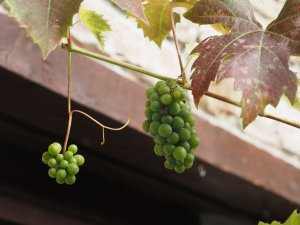 Grapes