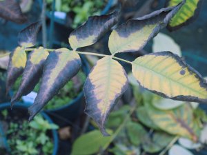 Juglans mandshurica