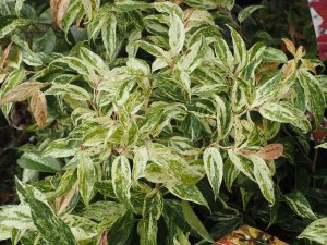 Leucothoe fontanesiana ‘Rainbow’