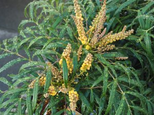 Mahonia ‘Volcano’