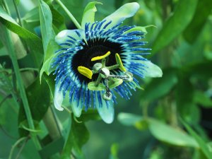 Passiflora ‘Damsel’s Delight’