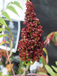 Rhus glabra