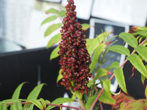 Rhus glabra