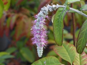 Rostrinucula dependens