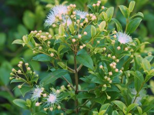 Syzygium paniculatum ‘Newport’