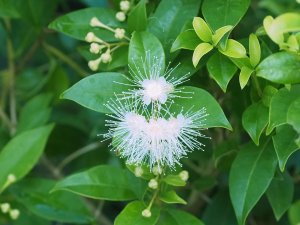 Syzygium paniculatum ‘Newport’