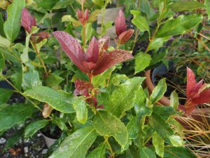 Viburnum odoratissimum ‘Coppertop’