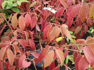 Viburnum plicatum ‘Mariesii’