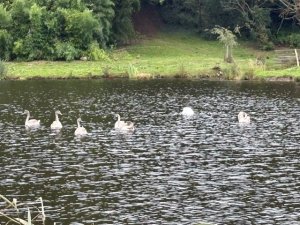 Six mature cygnets