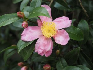 Camellia sasanqua