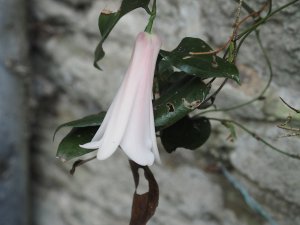 Lapageria rosea ‘Flesh Pink’
