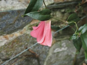 Lapageria rosea