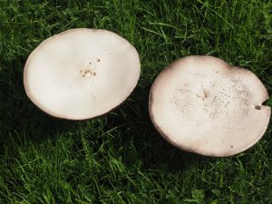 mushrooms on the lawn