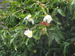 Camellia sasanqua